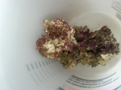 20150629_083751 (600x450).jpg