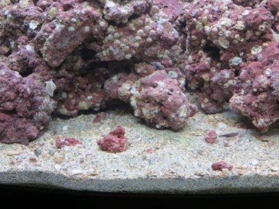 Package #1 in tank 003.jpg