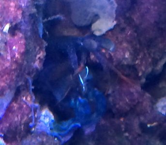 Mantis2015081901.jpg
