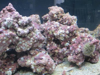Package #1 in tank 004.jpg