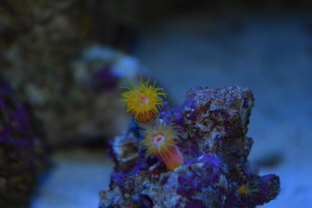 july 22, 2015 suncoral, fish pics 006.jpg