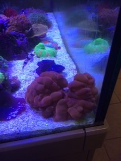 Cynarina Coral pic 1.JPG