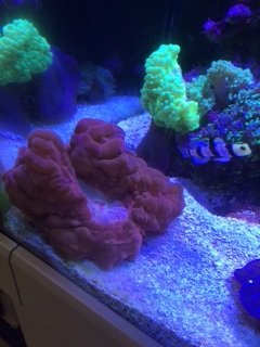 Cynarina coral pic2.jpg