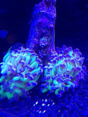 dirty coral.jpg dirty coral.jpg