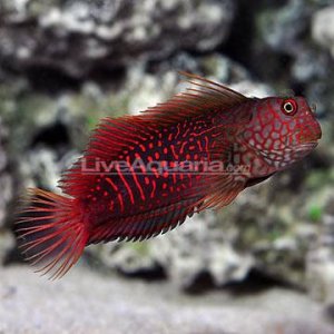 Vanuatuan Ember Blenny Supermale (Cirripectes stigmaticus).jpg