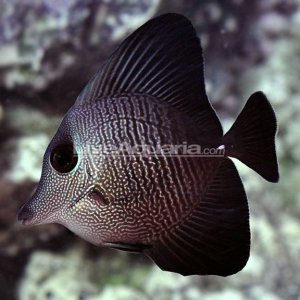 Christmas Island Black Longnose Hybrid Tang (Zebrasoma rostratum x Zebrasoma scopas).jpg