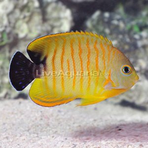 Tigerpyge Hybrid Angelfish (C. flavissima x C. eibli) .jpg