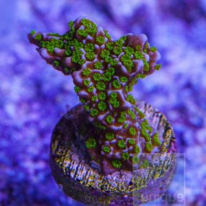 stellata-monti.jpg