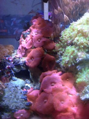 082115 tank 2 IMG_0044.jpg