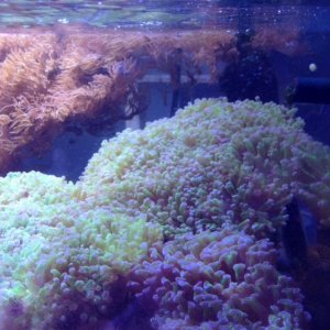 082115 tank IMG_0030.jpg