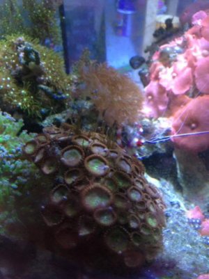 082115 tank 4 IMG_0044.jpg