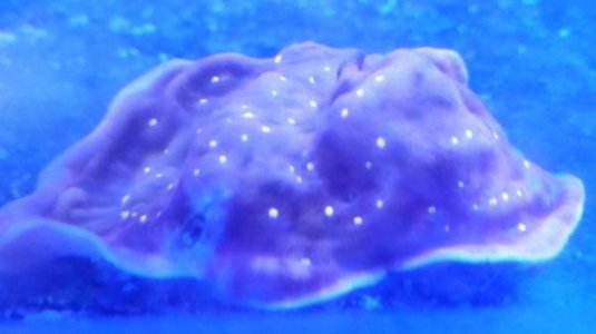 purp brain.jpg