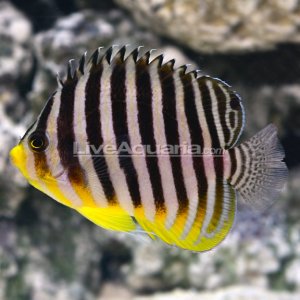 Multibar Angelfish.jpg