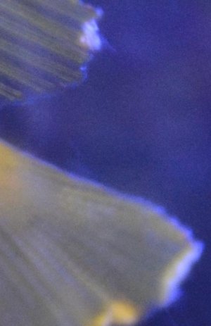 Other Side of fins.jpg