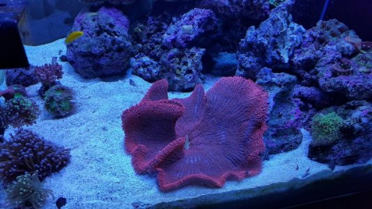 red haddoni side.jpg