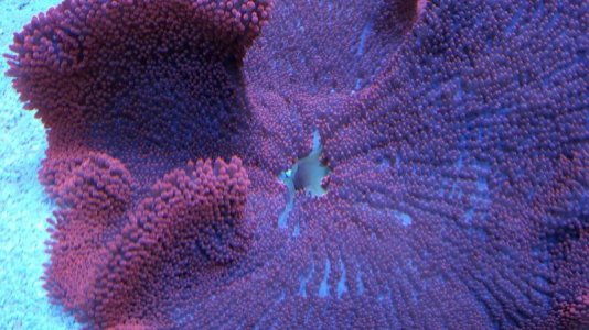 red haddoni mouth.jpg