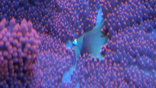 red haddoni mouth (2).jpg