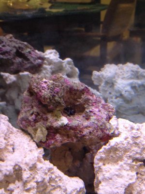 Coralline Algae.jpg