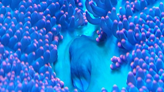 red haddoni white patch bump.jpg