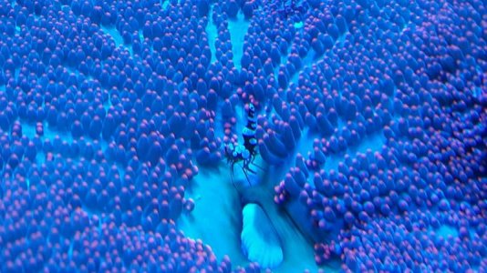 red haddoni sexy shrimp.jpg