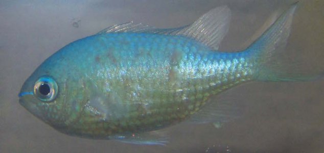 chromis3.jpg