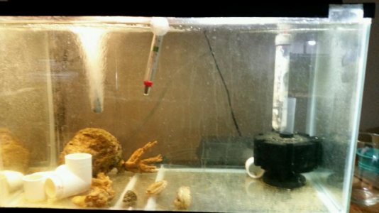 larval tank.jpg