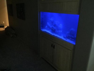 salt water tank 90g.jpg