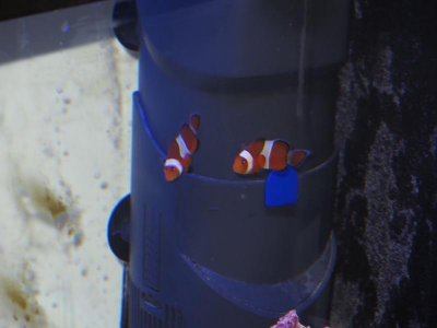 Clownfish.jpg