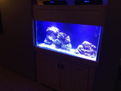 salt water tank 2.jpg
