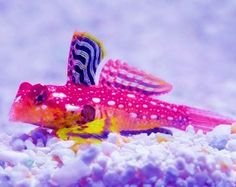 red dragonet.jpg