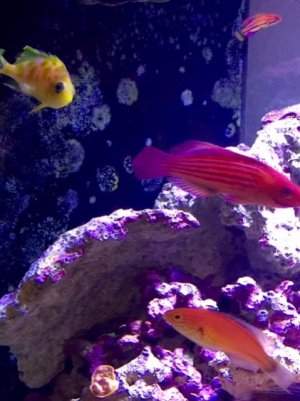 wrasses.jpg