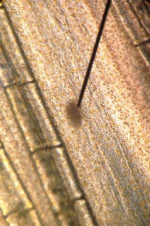 crypto (1).jpg crypto (1).jpg