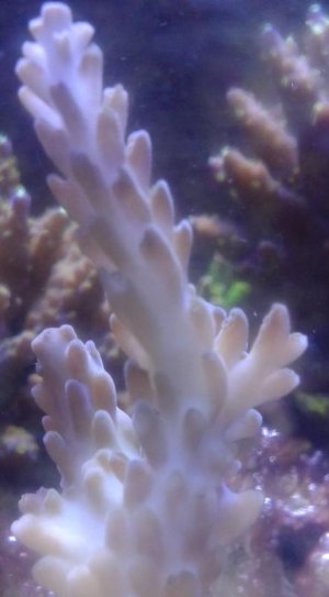 acro1.jpg
