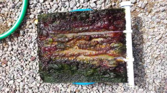 Algae-2.jpg
