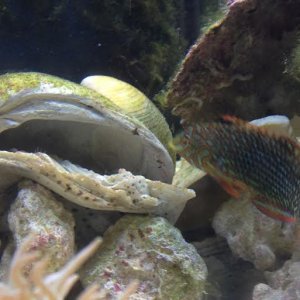 Macropharyngodon.jpg