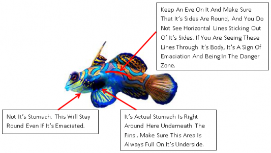 Mandarin.png