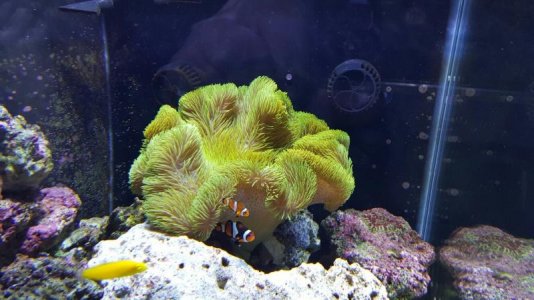 twisted green gig (2).jpg