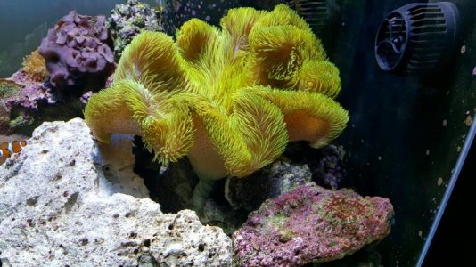 twisted green gig (3).jpg