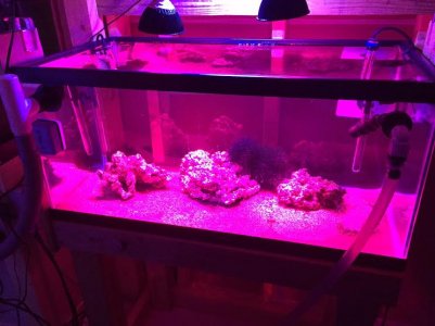 salt water refugium 10-10-15.jpg