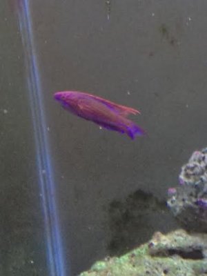 cyaneus.jpg
