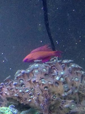 cyaneus2.jpg