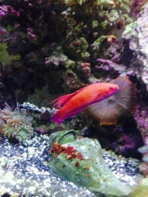 lineopunctatus.jpg