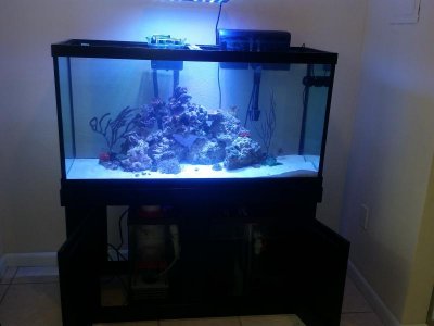 reef 1.jpg