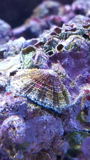 limpet.jpg