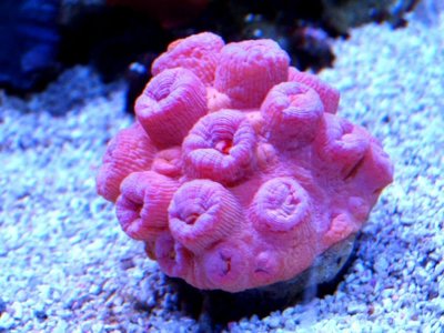 Sun Coral day 1 small.jpg