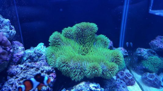 large green gig (2).jpg