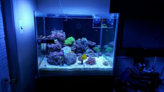 large green gig (3).jpg