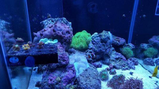 large green gig (4).jpg