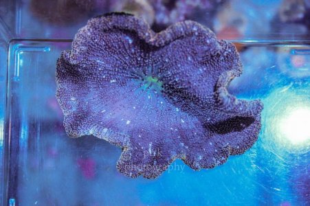 gold mertensii carpet.jpg