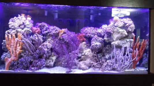 Aquarium1s.jpg
